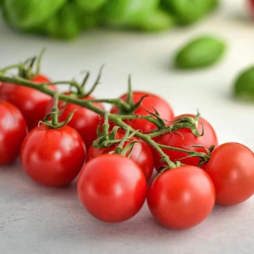 بذور طماطم إسبانية كرزية حمراء