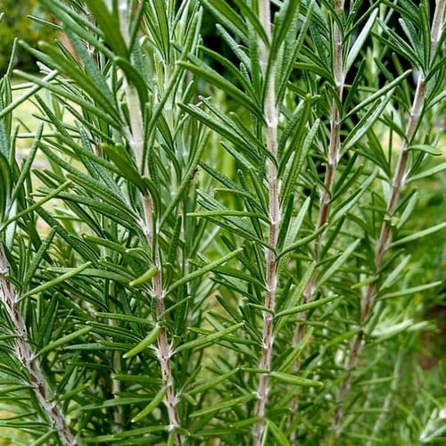 بذور إكليل الجبل الإيطالي ( روزماري )