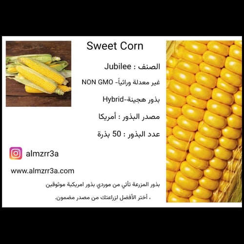 بذور ذرة حلوة Jubilee هجينة