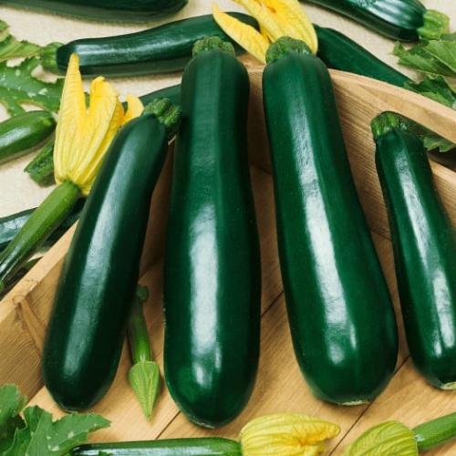 بذور كوسة تيرمنيتور خضراء دااكنة F1