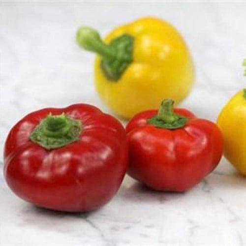 بذور فلفل البابريكا الحار إليكا