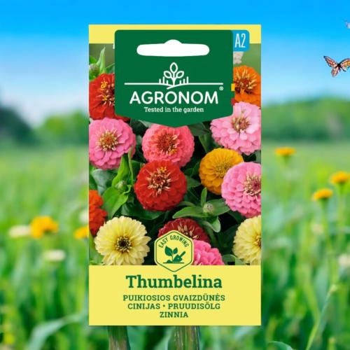 بذور زينيا قزمة ميكس ألوان Thumbelina