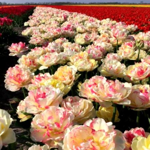 بصيلات توليب دبل شيك