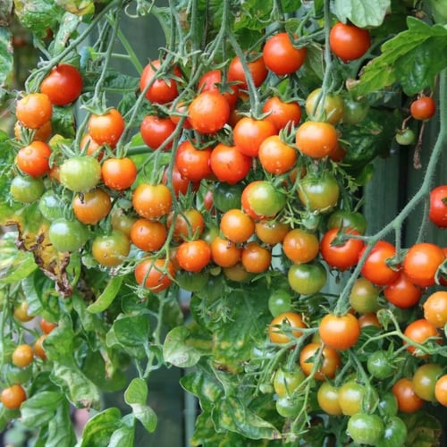 بذور طماطم كرزية قاردنرز ديلايت