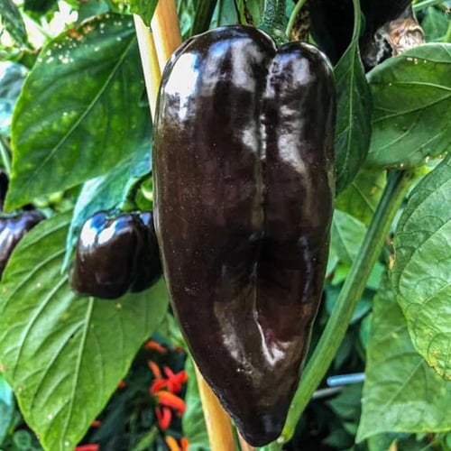 بذور فلفل حار Mulato isleno موروثة