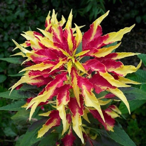 بذور أمارانث ثلاثي الألوان بيرفيكتا