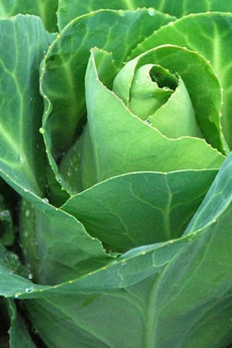 بذور ملفوف قري هاوند