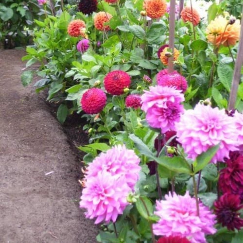 بذور خليط زهرة الداليا المزدوجة