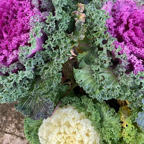 بذور كرنب الزينة Fringed leaves