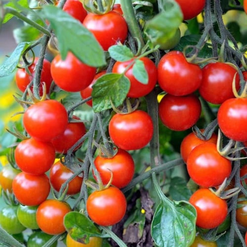 بذور طماطم كرزية إيطالية zorzi