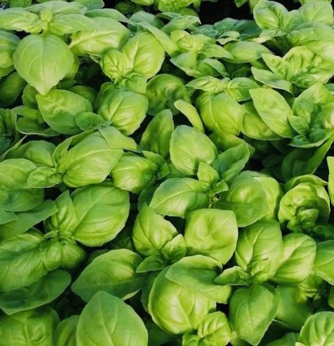 بذور ريحان إيطالي Genovese عريض الأوراق سوبربو