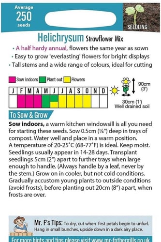 بذور زهرة القش Helichrysum