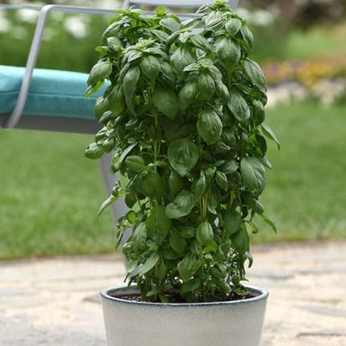 بذور أبراج الريحان التايلاندي