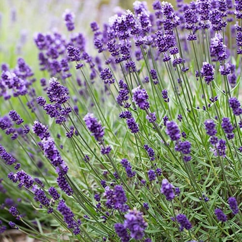 بذور اللافندر الإنجليزي العضوي