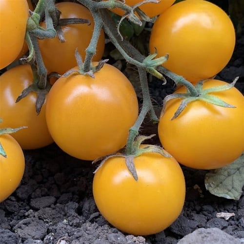 بذور طماطم أورانزة