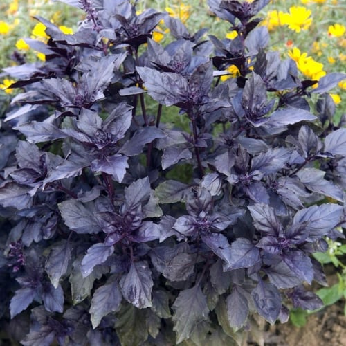 بذور ريحان حلو بنفسجي عضوية dark opal