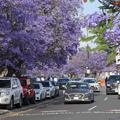 بذور شجرة الجاكرندا