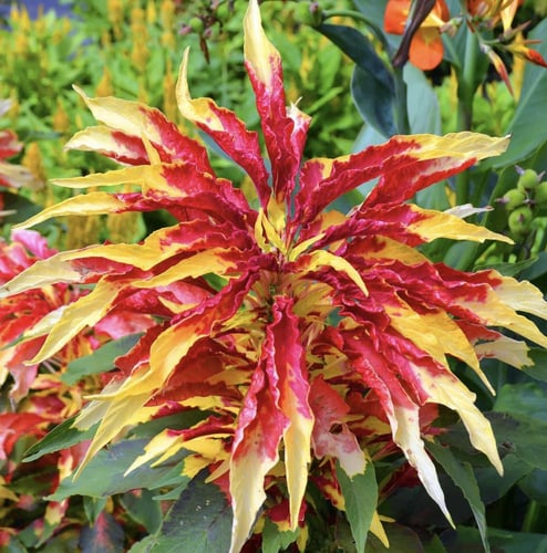 بذور أمارانث ثلاثي الألوان بيرفيكتا