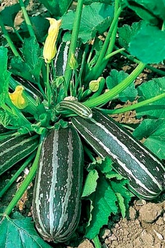 بذور Marrow خطوط النمر f1