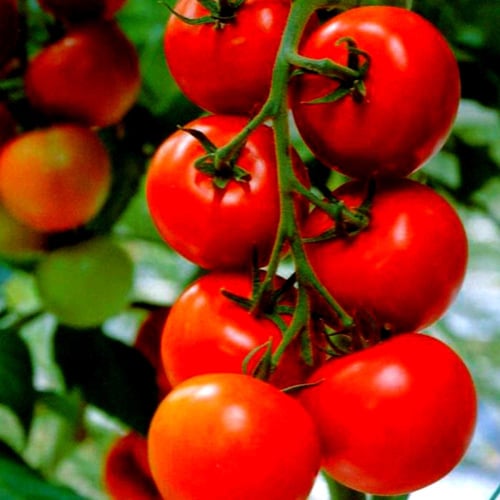 بذور طماطم بيتالوكس