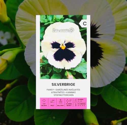 بذور زهرة البانسي (Viola x Wittrockiana) – Laura /...