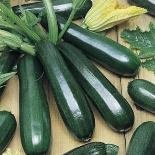 بذور كوسة Courgette Zucchini
