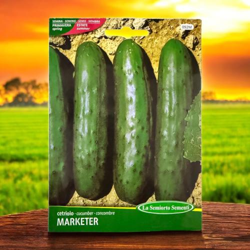 بذور خيار ماركتر