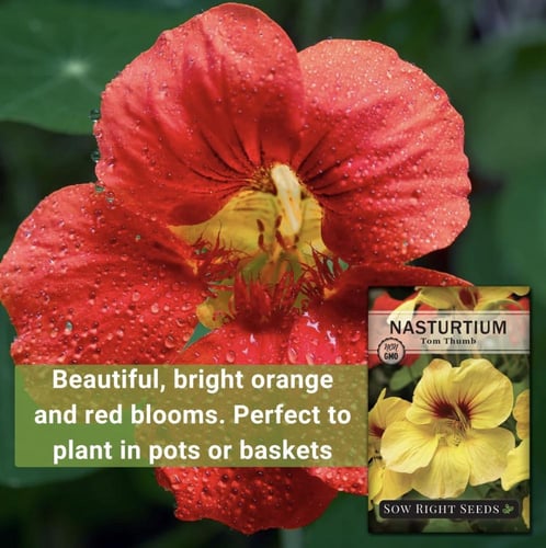 خليط بذور أزهار الكبوسين قابلة للأكل ( أبو خنجر )