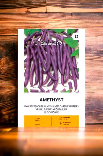 بذور فاصولياء بنفسجية فرنسية قزمية Amethyst