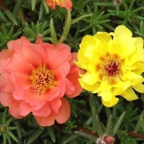 بذور زهرة بورتولاكا دوبيا