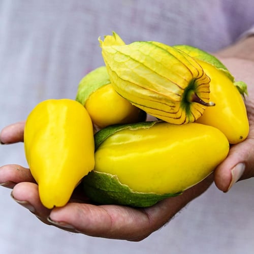 بذور توماتيلو شوبون دي مالينالكو العملاق