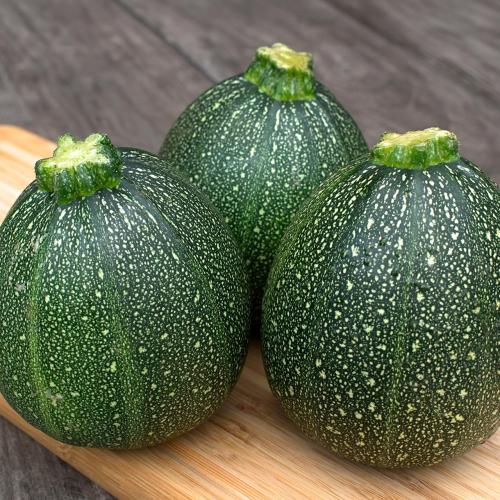 بذور كوسة توندو مستر فذرجيلز