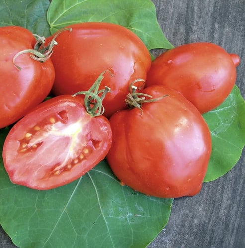 بذور طماطم الأميش موروثة Amish Paste