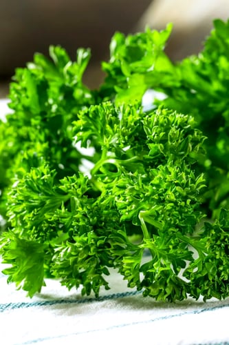 بذور البقدونس المجعد