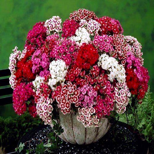 بذور زهور سويت وليام بينوكيو mix