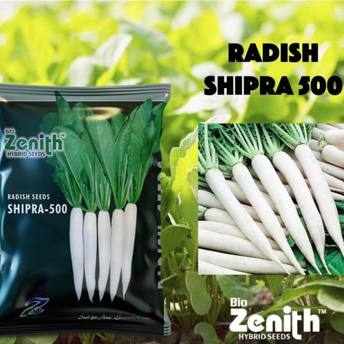 بذور فجل أبيض طويل هجين shipra-500