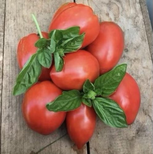 بذور طماطم الأميش موروثة Amish Paste