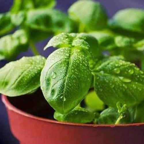 بذور ريحان جنوة عضوي