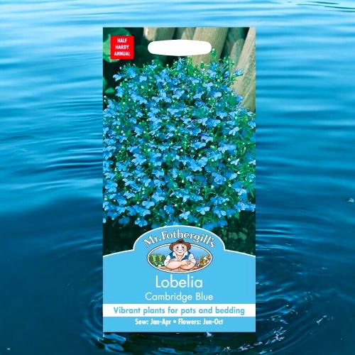 بذور زهرة لوبيليا كامبريدج الزرقاء