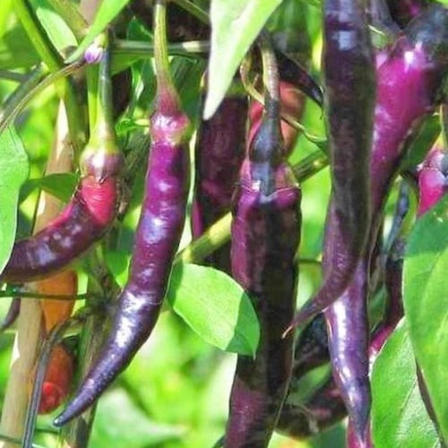 بذور فلفل حار Purple Cayenne موروثة