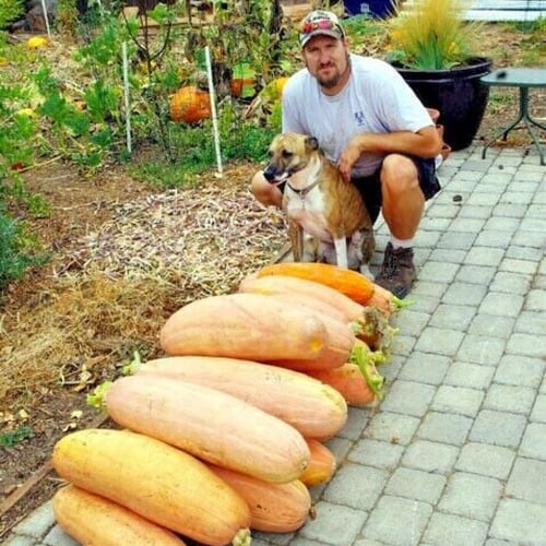 بذور قرع الموز الوردي العملاق