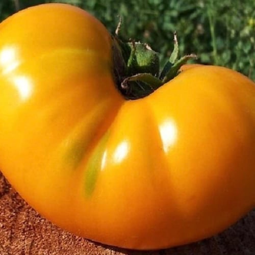 بذور طماطم Giant Belgium Yellow موروثة