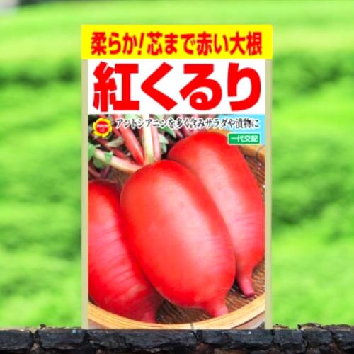 بذور الفجل الأحمر الياباني كوكوري