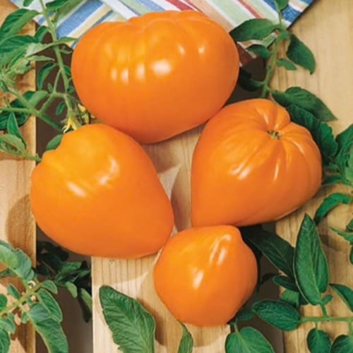 بذور طماطم كبيرة Oxheart Orange