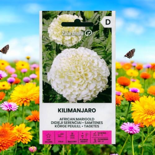 بذور زهرة ماري قولد الأفريقية البيضاء Kilimanjaro