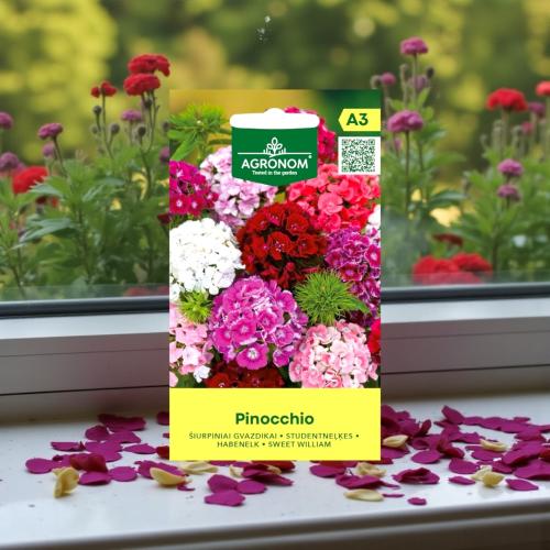 بذور زهور سويت وليام بينوكيو mix