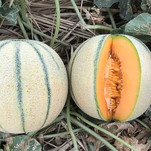 بذور شمام هجين f1 سويتي من Bio Zenith