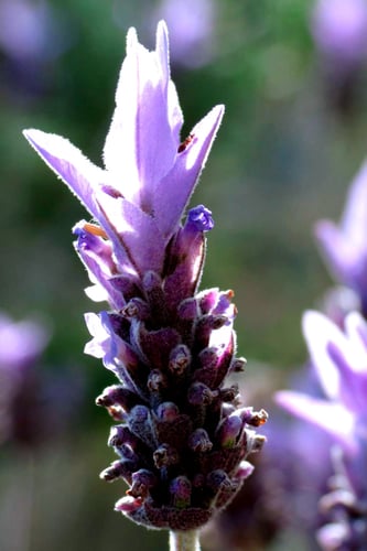 بذور الخزامى الفرنسية (french lavender)
