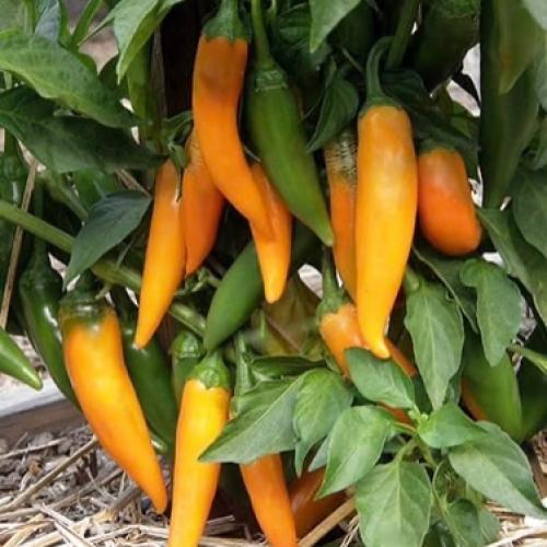 ‎بذور فلفل بلغاري جزر حار – Bulgarian Carrot Hot P...