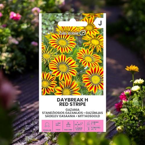 بذور زهرة جازانيا هجينة داي بريك ( شريط أحمر )